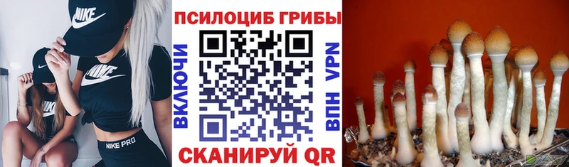 Купить где  Дубовка  Галлюциногенные грибы Magic Shrooms 
